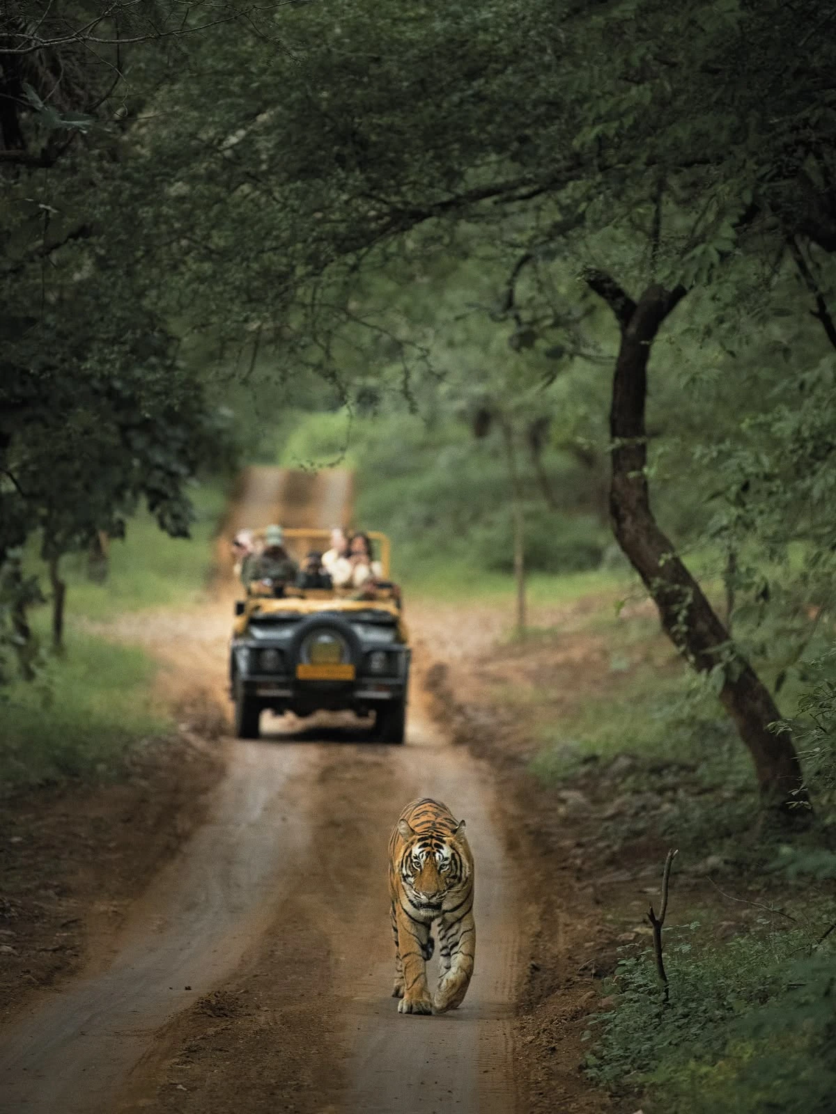 Luxury wildlife safari experience in Ranthambore National Park, Rajasthan