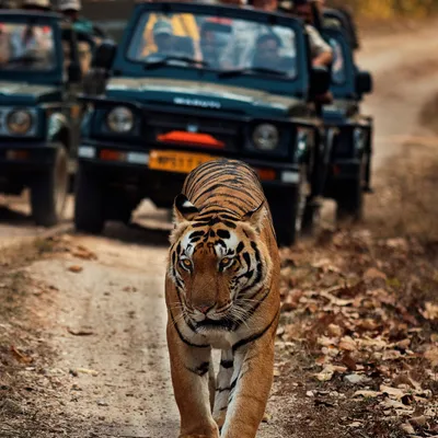 Private tiger safari in India offering an exclusive wildlife experience in the jungle